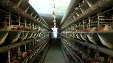 家禽养殖场，鸡坐在露天笼子里，吃混合饲料，传送带上躺着母鸡`鸡蛋，养鸡场